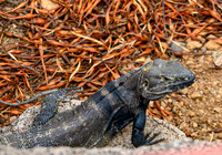 Lizard_Snakes_Riptiles_Oh my