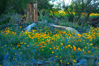 Poppies and saguaros