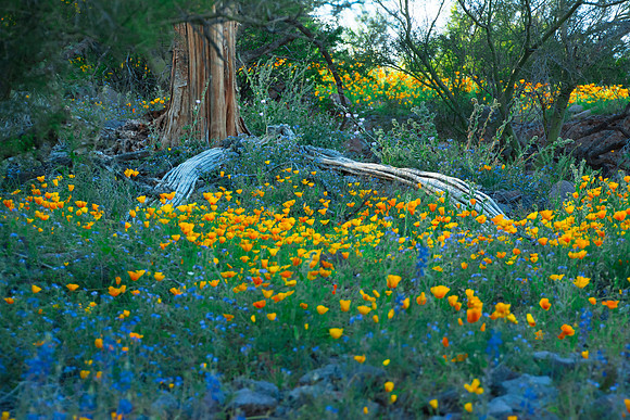 Poppies and saguaros