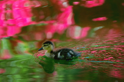 Little fellow