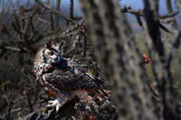 Owl Resting