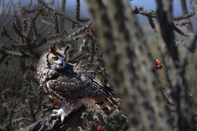 Owl Resting