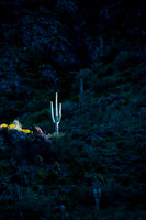 One lonely cactus lite up as sun is going down