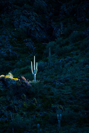 One lonely cactus lite up as sun is going down