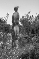 Cactus Black and White