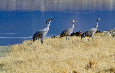 Sandhill Crane in Wilcox AZ