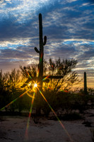 Saguaro and sun light