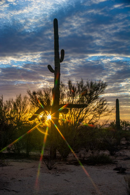 Saguaro and sun light