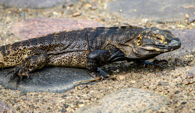 Desert Iguana