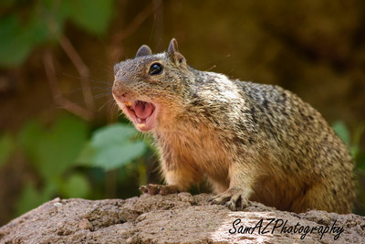 Barking squirrel