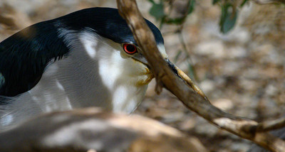 hiding bird