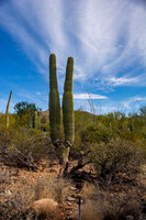 A hearing tool shaped like cactus
