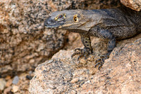 Desert Iguana