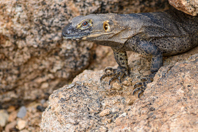 Desert Iguana