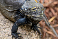 Desert Iguana