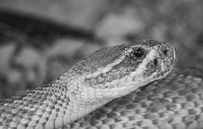 Black and white rattle snake