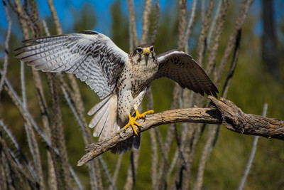 Hawk ready for take off!