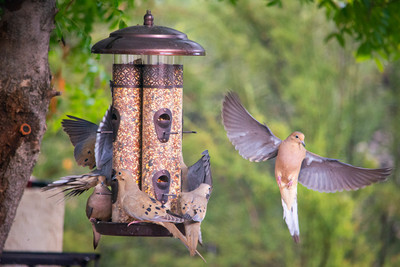 Bird in Flight - saying good morning