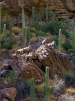 Big Horn Sheet in the desert
