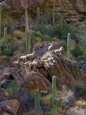 Big Horn Sheet in the desert