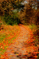 Fall in Seattle area