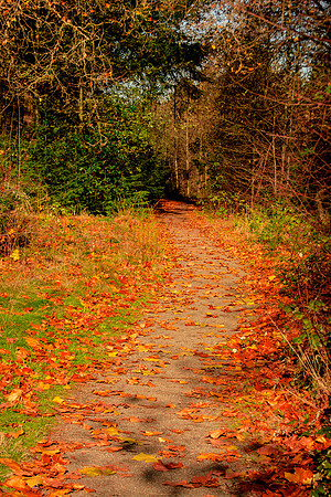 Fall in Seattle area