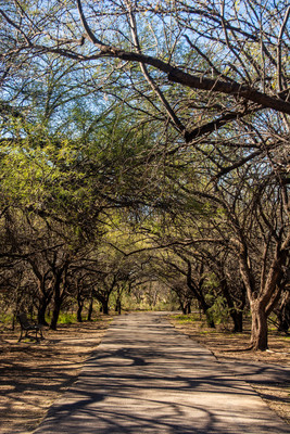 Walking path in Aqua Caliente park
