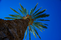 Palm tree in the desert