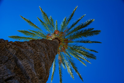 Palm tree in the desert
