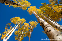 Northern Arizona