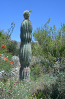 AZ snow man