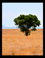 Alone