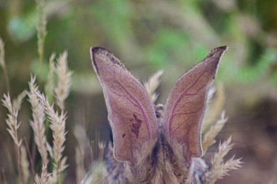Back of the rabbits ears