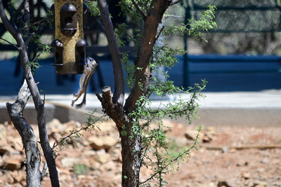 Hang on squirrel