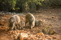 Javalina
