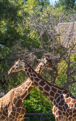 Criss Cross giraffes
