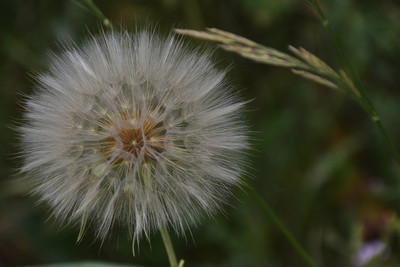 Dandelion