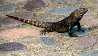Desert Iguana