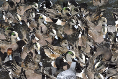 Pattern of ducks