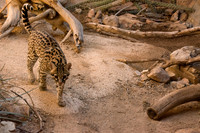 Ocelot