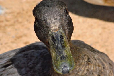 Your in my way said the duck..