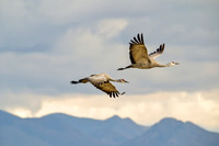 Birds of all kinds