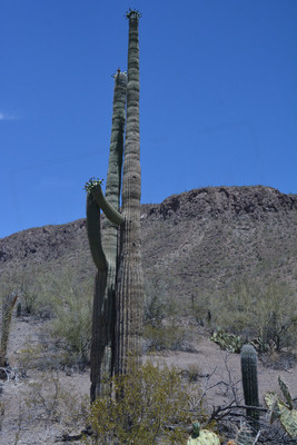 Dancing Saguaros