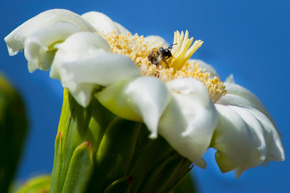 Arizona flower with a Bee