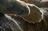 Look at the size of the paws