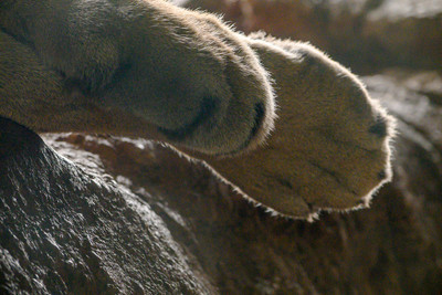 Look at the size of the paws