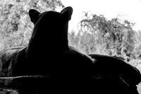 Animals or Wildlife