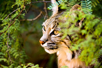 Gazing bobcat