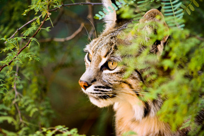 Gazing bobcat