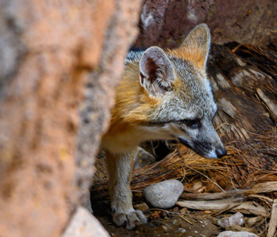 Blue Fox